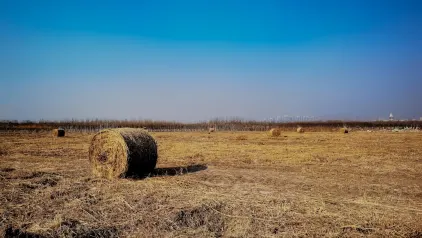 Winzinator Kasyno Aplikacja mobilna